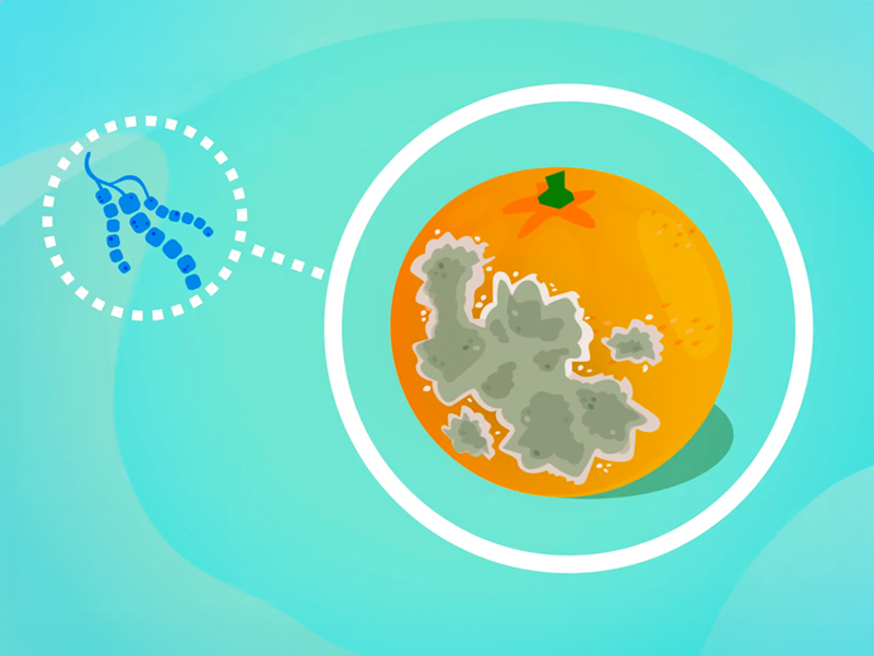 미생물 음식물을 분해